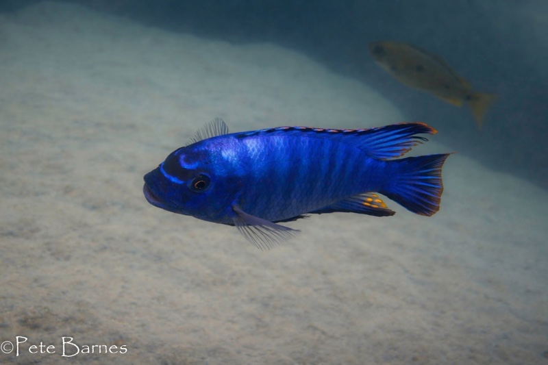 Petrotilapia mumboensis 'Mumbo Island'